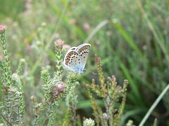 9 Common blue